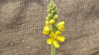 Verbascum densiflorum | Großblütige Königskerze Bio-Pflanze