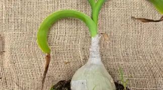 Urginea maritima | Heilzwiebel | Meerzwiebel Bio-Pflanze