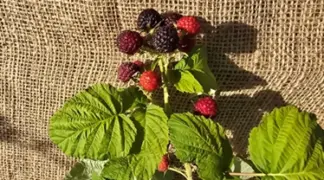 Rubus idaeus 'Black Jewel' | Himbeere schwarz 'Black Jewel' Bio-Pflanze