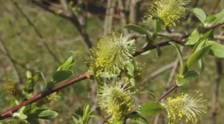 Salix hegetschweileri | Hochtal-Weide Bio-Pflanze