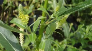 Salix triandra 'Semperflorens' | Immerblühende Mandel-Weide Bio-Pflanze