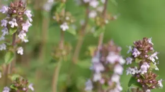 Thymus x citriodorus 'Ginger' | Thymian Ingwer Bio-Pflanze
