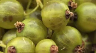 Ribes nigrum 'Vilma' | Johannisbeere 'Vilma' Bio-Pflanze