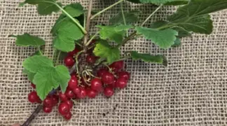 Johannisbeere rot 'Jonkheer van Tets' Bio-Pflanze