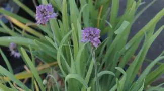 Allium x cornutum | Johannislauch Bio-Pflanze