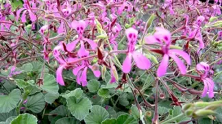 Pelargonium sidoides var. Reniforme | Kapland Pelargonie Bio-Pflanze