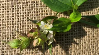 Leycesteria formosa | Karamellbeere Bio-Pflanze
