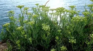 Crithmum maritimum | Meerfenchel Bio-Pflanze