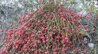 Ephedra distachya | Meerträubel Bio-Pflanze