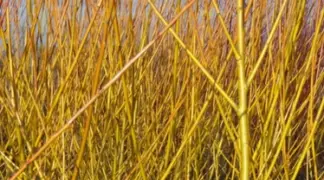 Salix neotricha | Orangen-Weide Bio-Pflanze