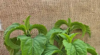 Ocimum selloi | Paprikabasilikum Bio-Pflanze
