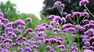 Verbena bonariensis | Patagonisches Eisenkraut Bio-Pflanze