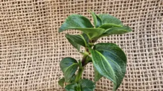 Rungia klossii | Pilzkraut Bio-Pflanze