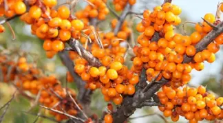 Hippophae rhamnoides 'Tytti' | Sanddorn 'Tytti' (weiblich) Bio-Pflanze