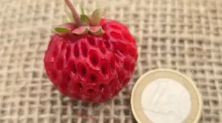 Fragaria × ananassa 'Mieze Schindler' | Erdbeere 'Mieze Schindler' (Spät) Bio-Pflanze