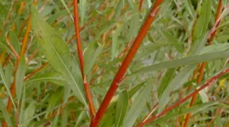Salix alba Cermesina | Silber-Weide Bio-Pflanze