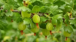Ribes hirtellum | Kanadische Stachelbeere Bio-Pflanze