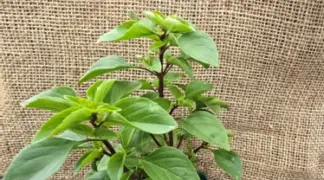 Ocimum x basilicum 'Gorbatschow' | Strauch-Basilikum Gorbatschow Bio-Pflanze