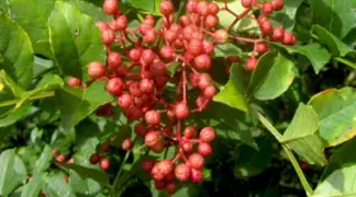 Zanthoxylum simulans | Szechuan Pfeffer Bio-Pflanze