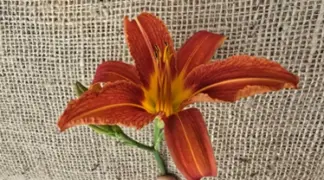 Hemerocallis esculenta | Taglilie orange Bio-Pflanze