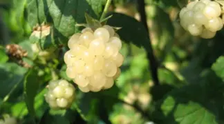 Rubus fruticosus var. leucocarpus | Weiße Bromebeere Bio-Pflanze