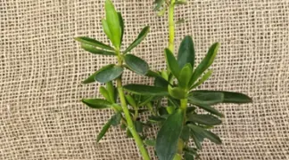 Peperomia inaequalifolia | Zimtpfeffer Bio-Pflanze