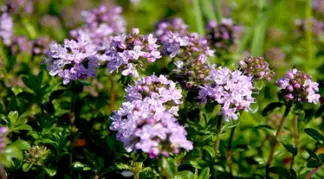 Thymus longicaulis subsp. Odoratus | Kaskaden-Thymian Bio-Pflanze