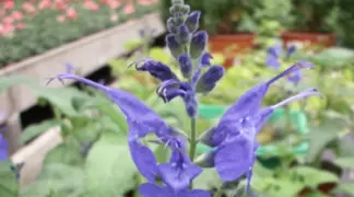 Salvia sagittarius | Macchu-Picchu Salbei Bio-Pflanze