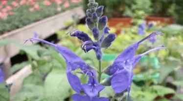 <span class="title-botanisch">Salvia sagittarius |</span><span class="title-deutsch">Macchu-Picchu Salbei Bio-Pflanze</span>