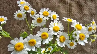 Tanacetum parthenium | Mutterkraut Bio-Pflanze