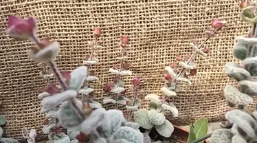 <span class="title-botanisch">Origanum dictamnus |</span><span class="title-deutsch">Diptam-Dost Bio-Pflanze</span>