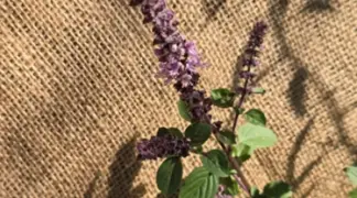 Ocimum kilimandscharicum × basilicum 'African Blue' | Strauch-Basilikum 'African Blue' Bio-Pflanze