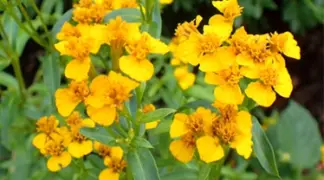 Tagetes lucida | Mexikanischer Estragon Bio-Pflanze